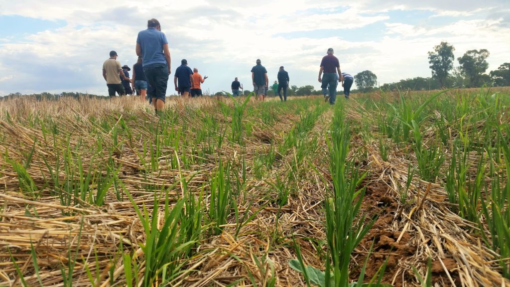 Photo of a group of farmers walking through mixed-species cover crop.