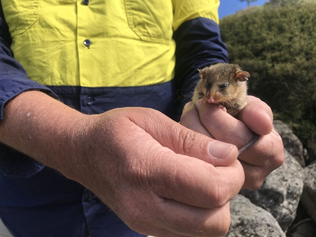 A photo of a man holding a Mountain pygmy possum in their hands.