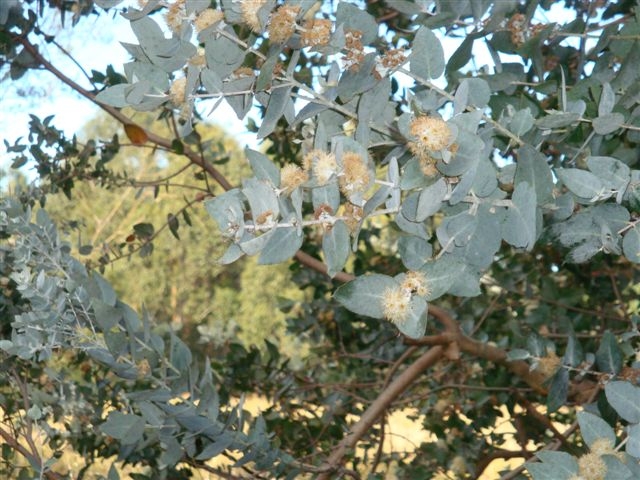 A photo of Buxton Silver Gum foliage.