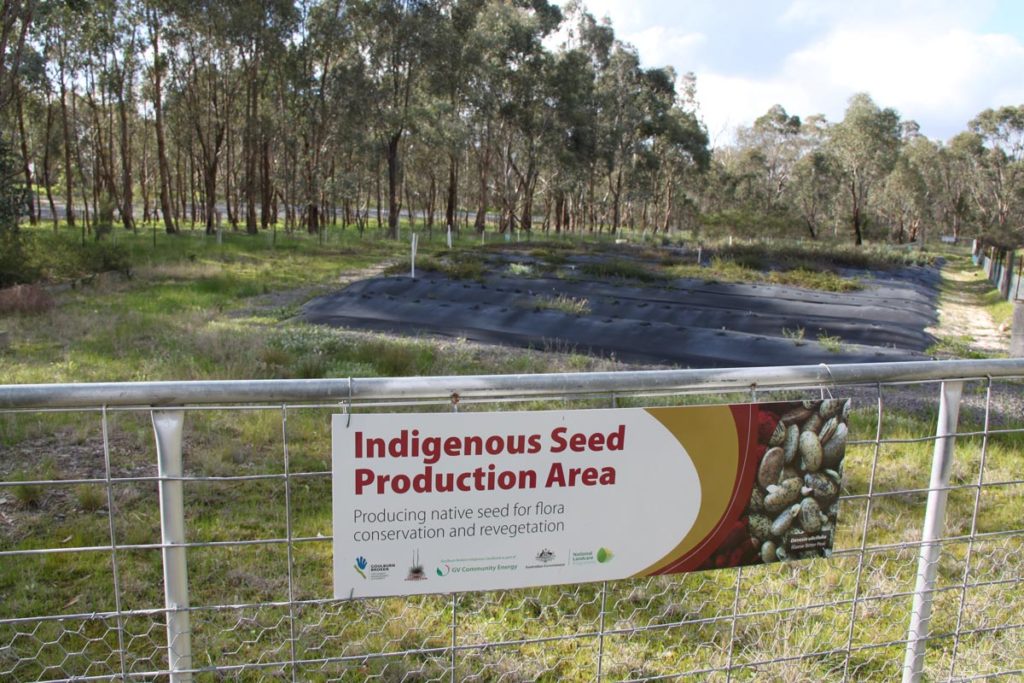 Photo of an indigenous seed production area in the Goulburn Broken Catchment.